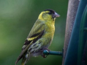 siskin_7