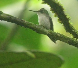 Female Snowcap