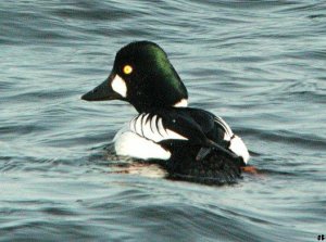 Goldeneye