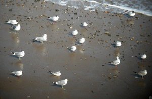 Digiscoped gulls
