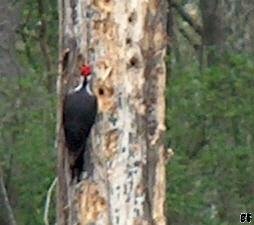 Pileated Woodpecker