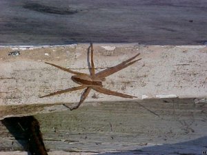 Nursery Web  Spider