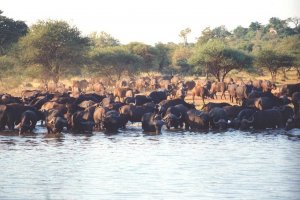 Early Morning at the Waterhole