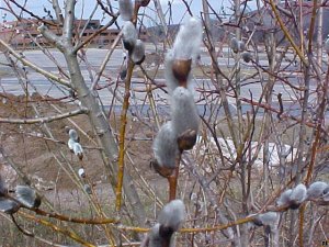 Pussy Willow