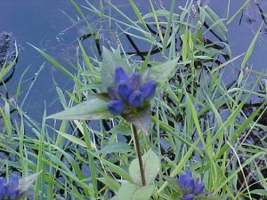 Bottle Gentian