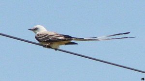 Scissor-tailed flycatcher