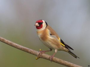 Goldfinch in breeding plumage