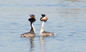 Great Crested Grebe's