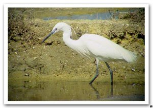 Little Egret