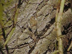 Treecreeper