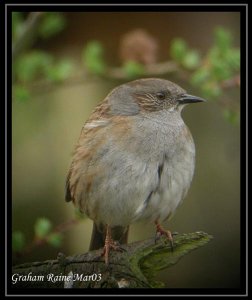 Another Dunnock