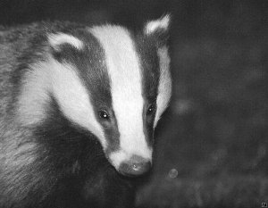 Close-up Badger's head