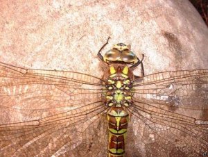 saved southern hawker