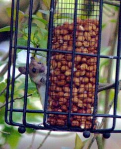 mouse in bird feeder
