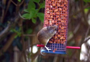 mouse on bird feeder