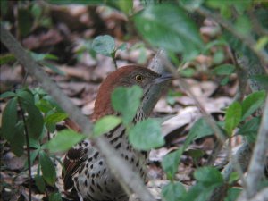 Brown thrasher