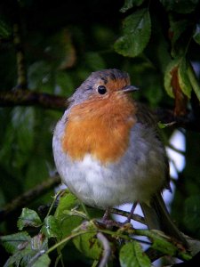 robin - my first digiscoped bird