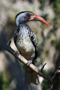 Redbilled Hornbill Male