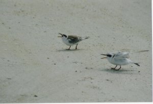 Immature Forster's terns