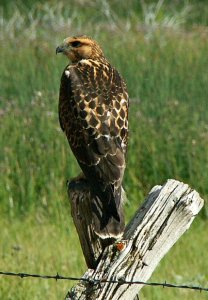 Swainson's Hawk-Light Phase Juvenile