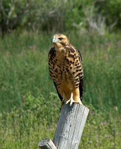 Swainson's Hawk-Light Phase Juvenile