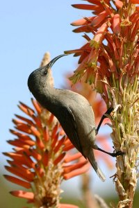 Eastern Olive Sunbird