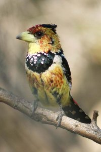 Crested Barbet