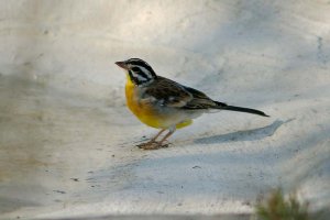 Goldenbreasted Bunting