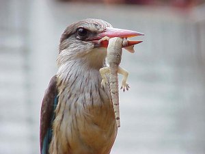 Brownhooded Kingfisher