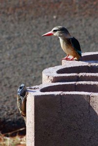 Brownhooded Kingfisher