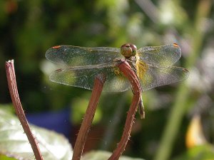 Garden Darter