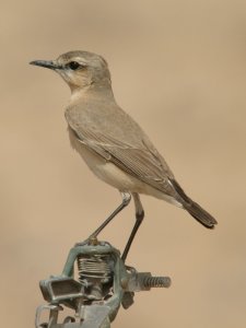 Isabelline wheatear.