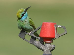 Little Green Bee-Eater