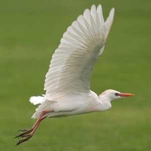 Cattle egret