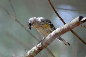 imm. Yellow-rumped Warbler