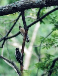 Downy Woodpeckers