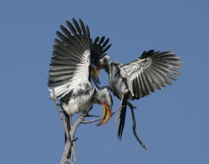 Southern Yellow-billed hornbills