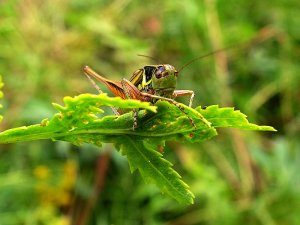 Never seen BUSH cricket before?