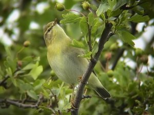 willow warbler