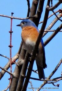 Eastern Bluebird