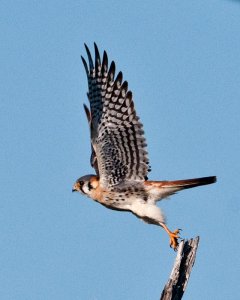 American Kestrel (male taking off)