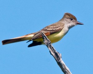 Great Crested Flycatcher