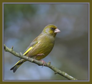 Greenfinch