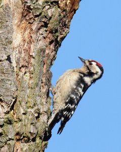 Lesser Pecker