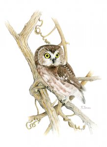 Northern Saw-whet Owl