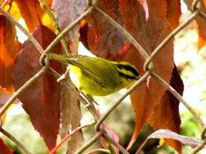 Mountain Leaf Warbler