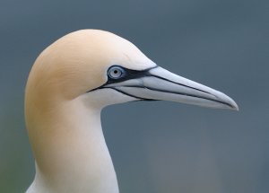 Gannet