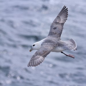 Fulmar