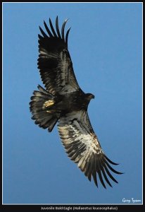 Juvenile Bald Eagle