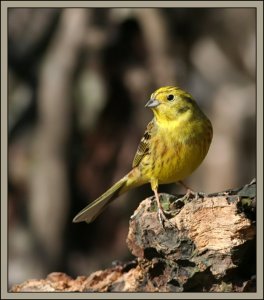 Yellowhammer